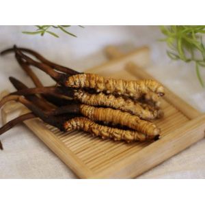 Bảo Quan Đông Trùng Hạ Thảo Như Thế Nào Để Được Lâu Dài Và Hiểu Quả